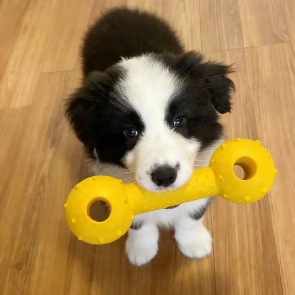Juguete masticable duradero para perros: seguro y fácil de limpiar - imagen 4