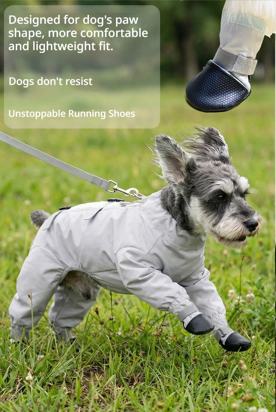 Perro pequeño corriendo en hierba húmeda con los pantalones puros, sin manchas visibles
