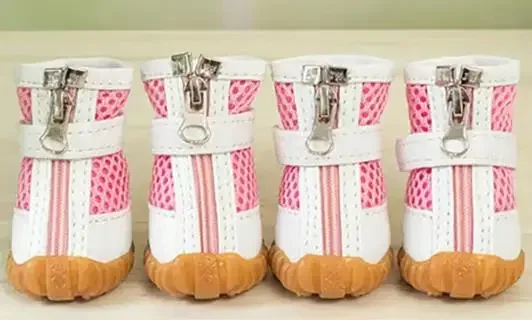 Perro pequeño con botas impermeables