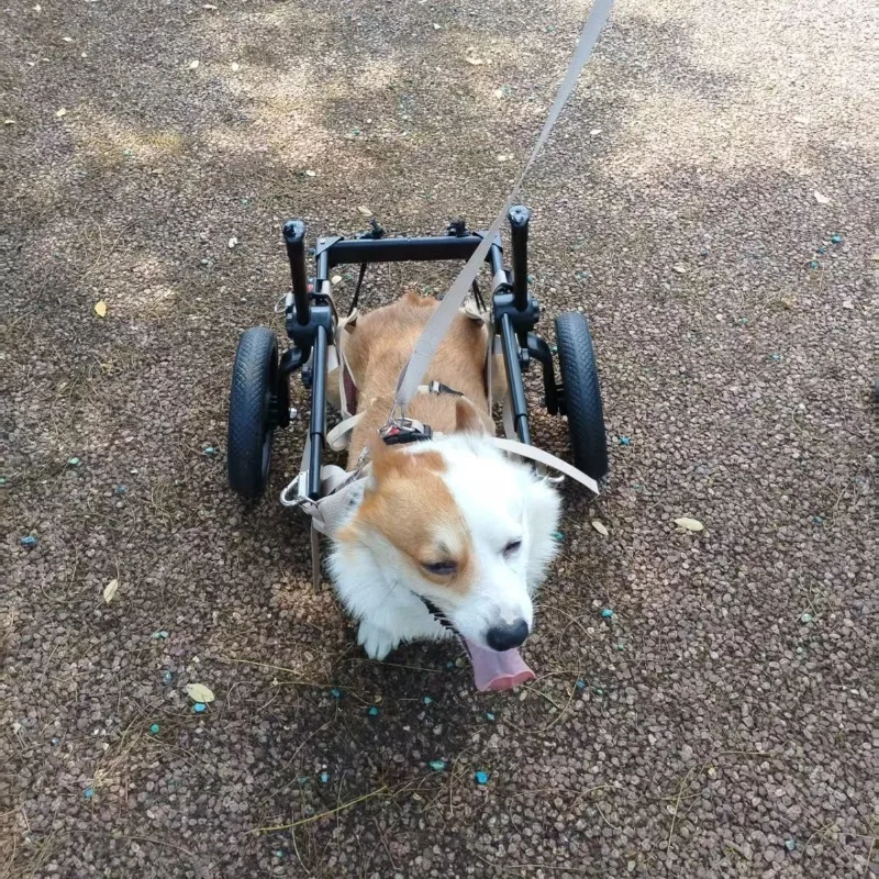 Silla de ruedas para perros con soporte trasero, ajustable y ligera - imagen 4