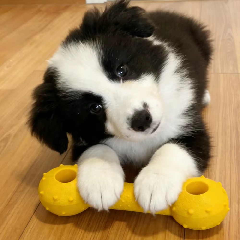Juguete masticable duradero para perros: seguro y fácil de limpiar - imagen 2