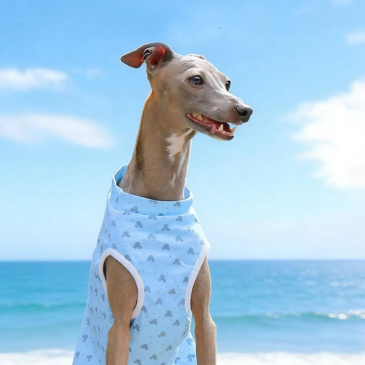 Camisa para perro en posición frontal