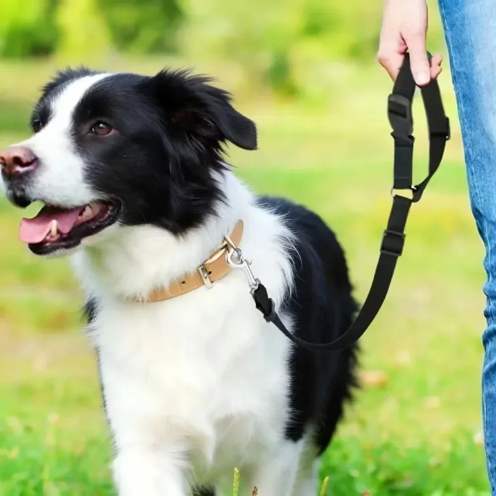 Cinturón de seguridad para perros en auto