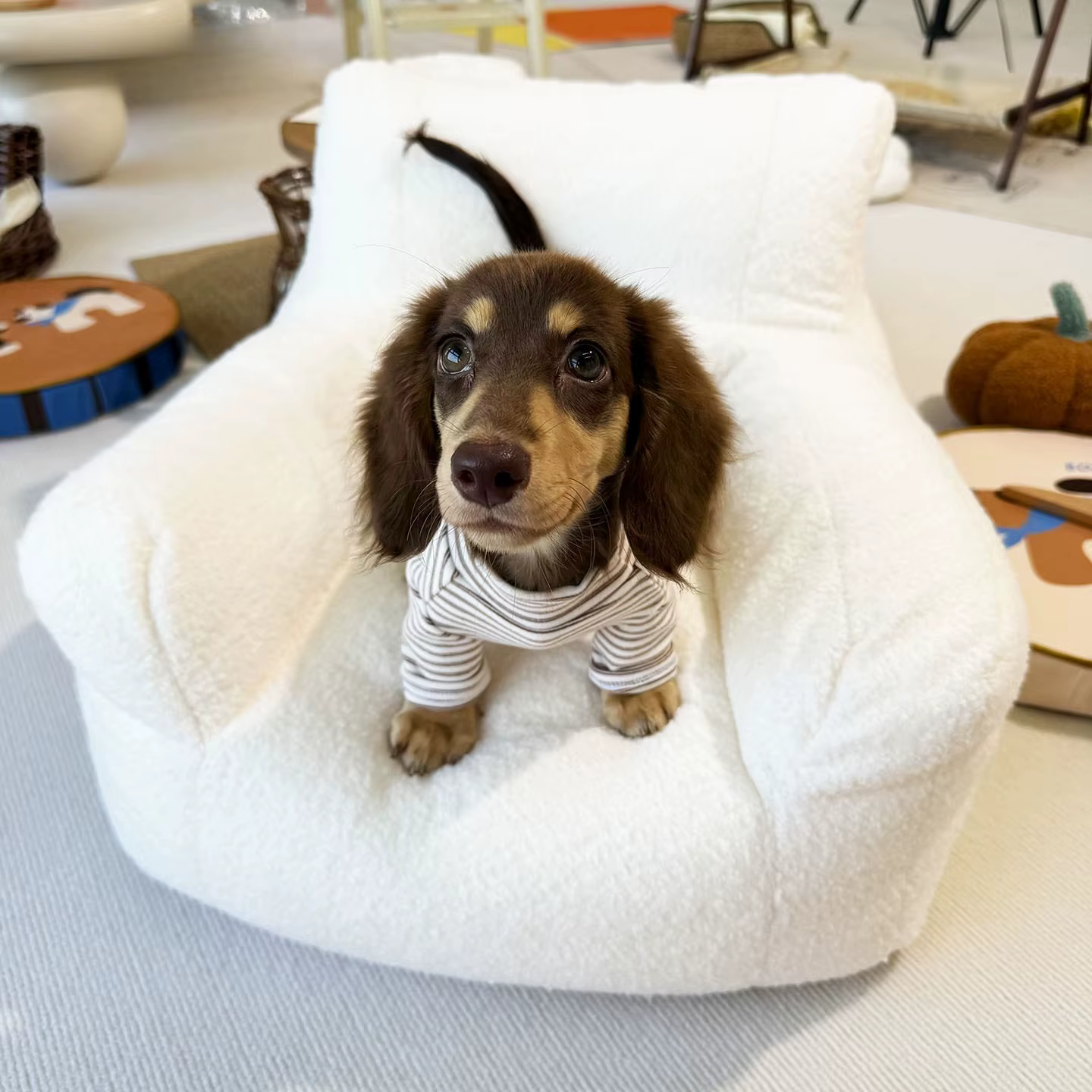Sudadera a Rayas para Perros Pequeños y Medianos – Otoño e Invierno - imagen 4