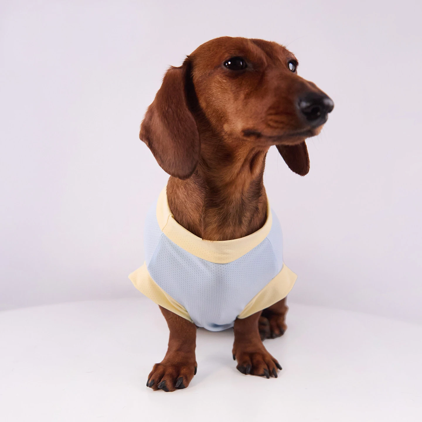 Guía de medidas para ropa de perro ABQP