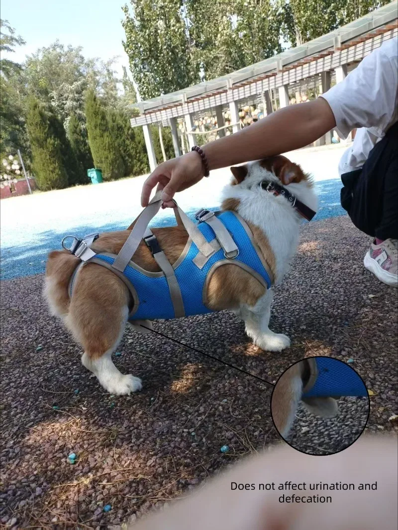 Carrito de rehabilitación y movilidad para mascotas en uso