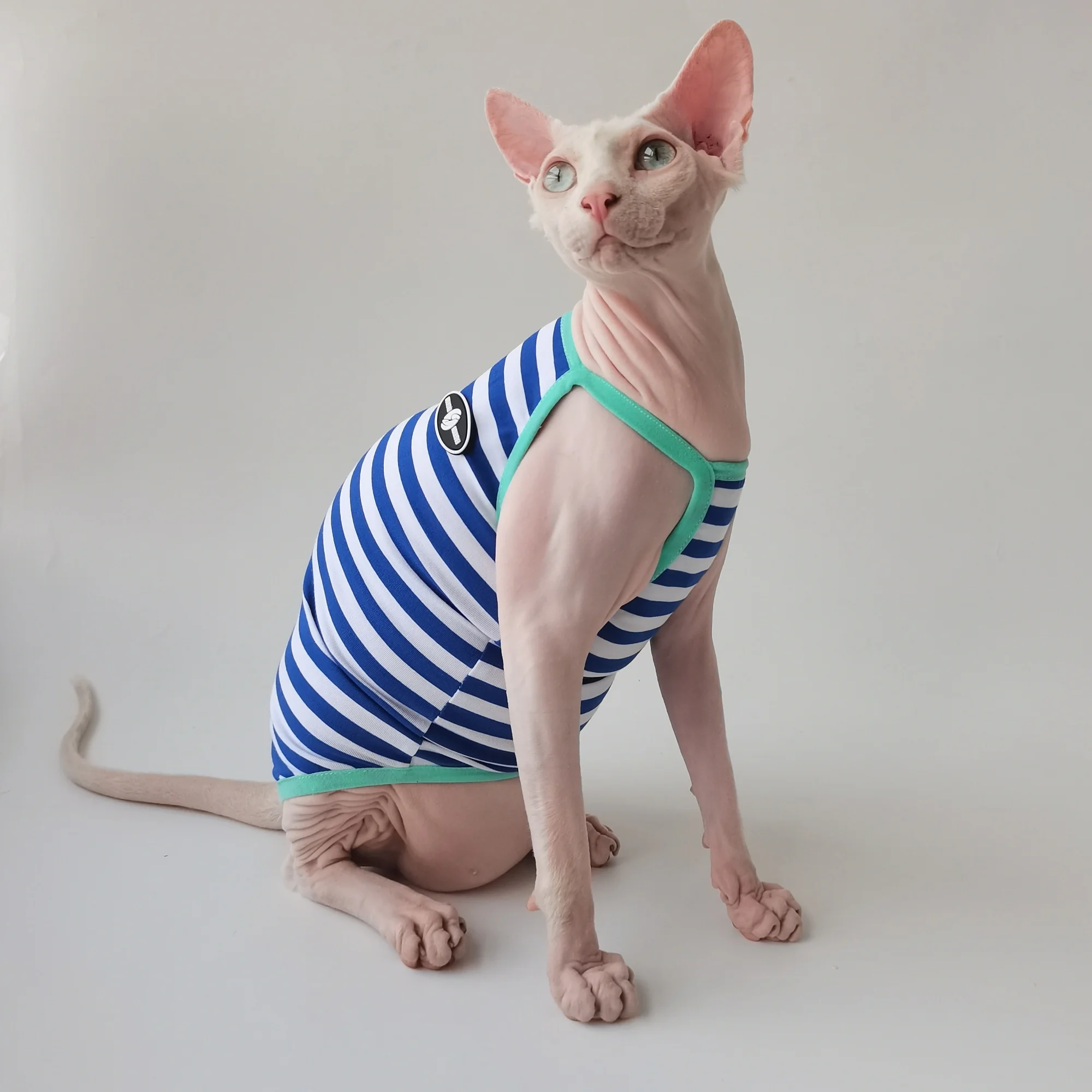 Gato Sphynx jugando mientras lleva el chaleco puesto