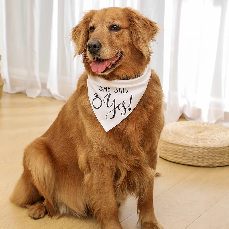 Perro con pañuelo en evento especial
