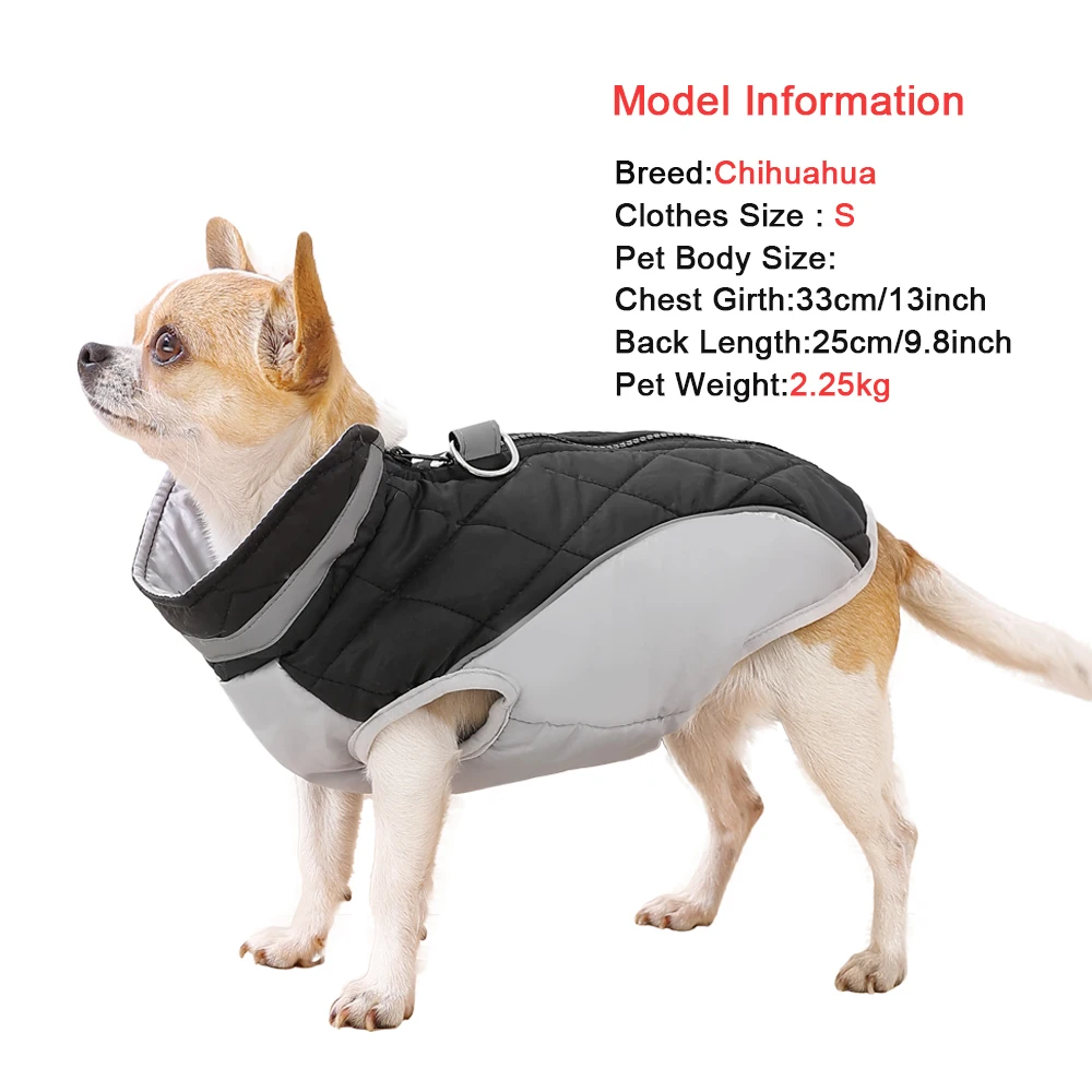Modelo Chihuahua wearing S talla