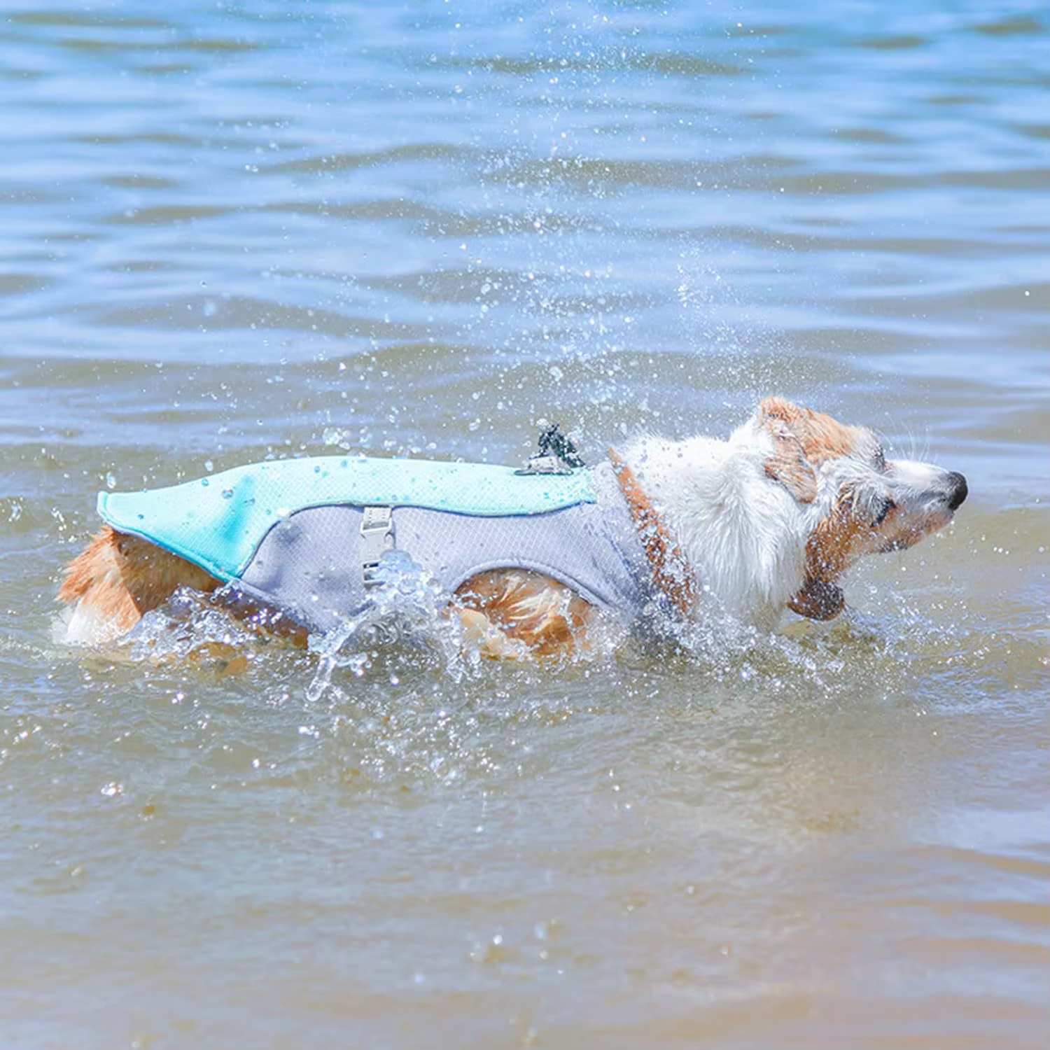 Cachorro con ropa ligera de verano