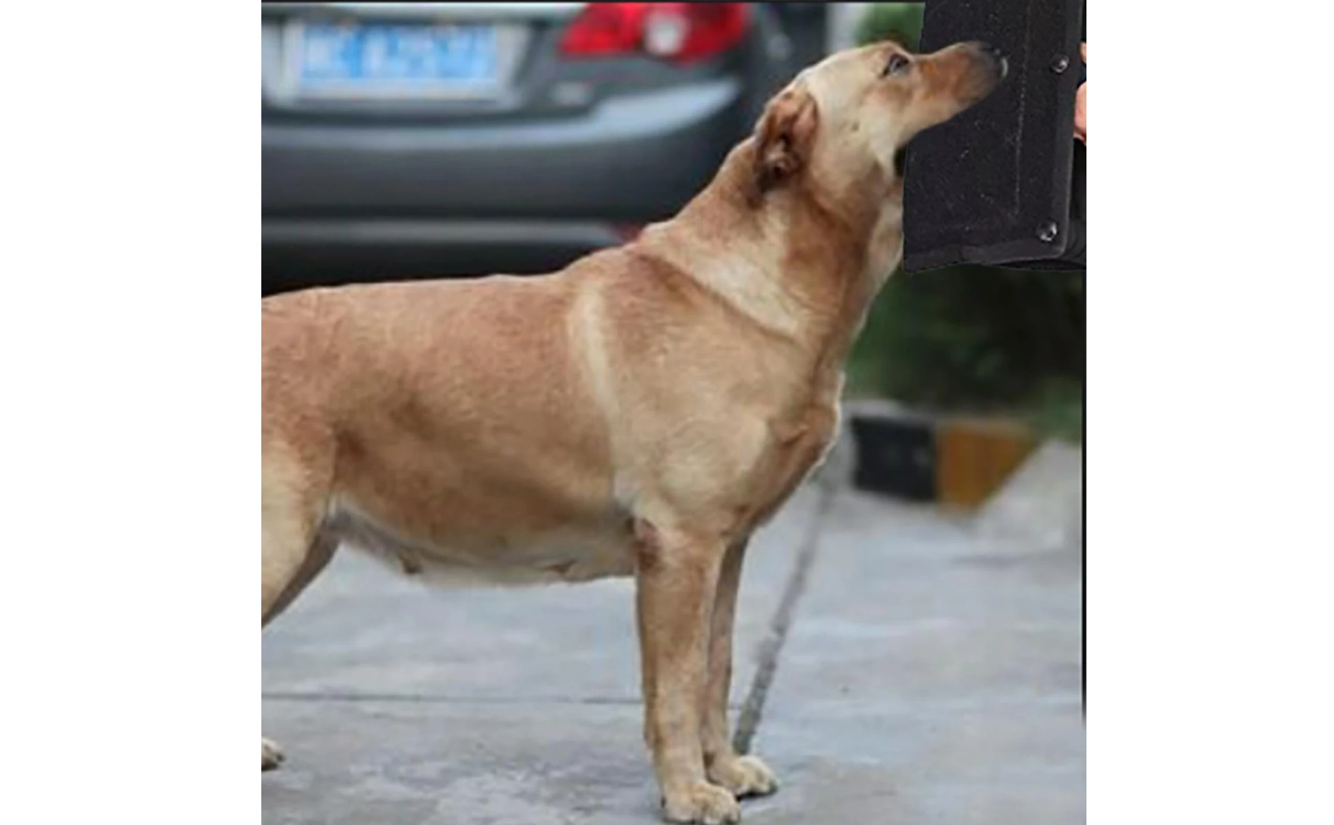 Perro utilizando la almohada mordedora durante un ejercicio de agarre controlado