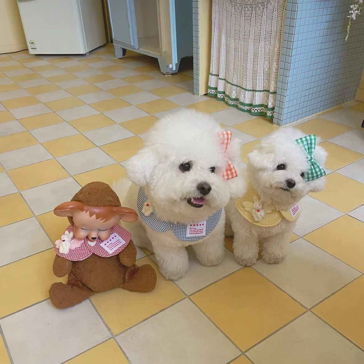 Ejemplo de puesta en un perro pequeño