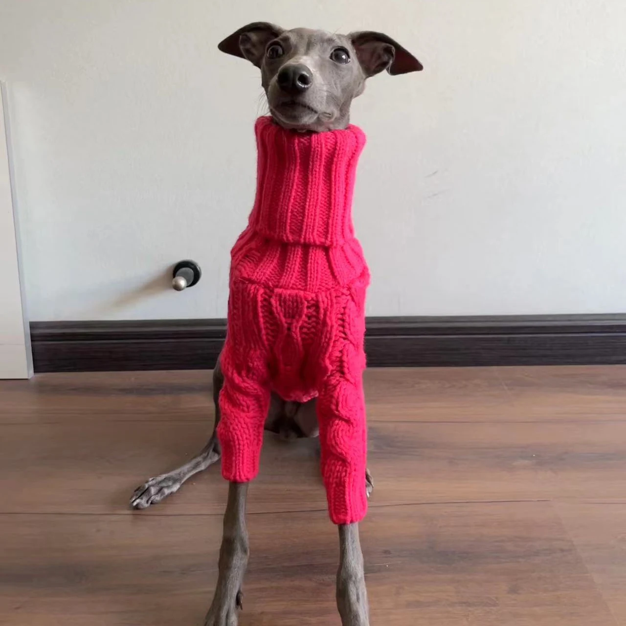 Perro galgo italiano indossando el suéter rosa en un parque urbano