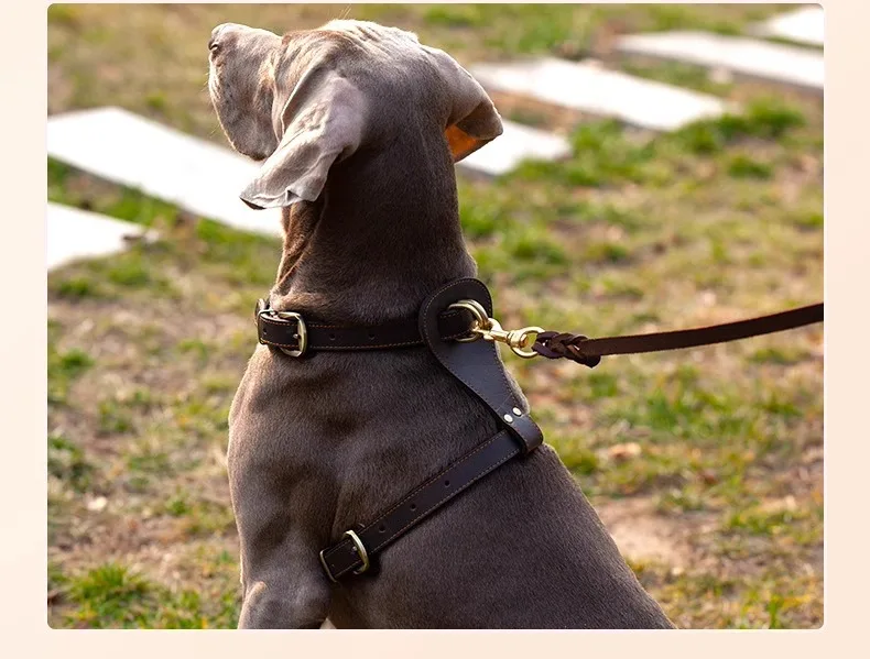 Recomendación final arnés perro