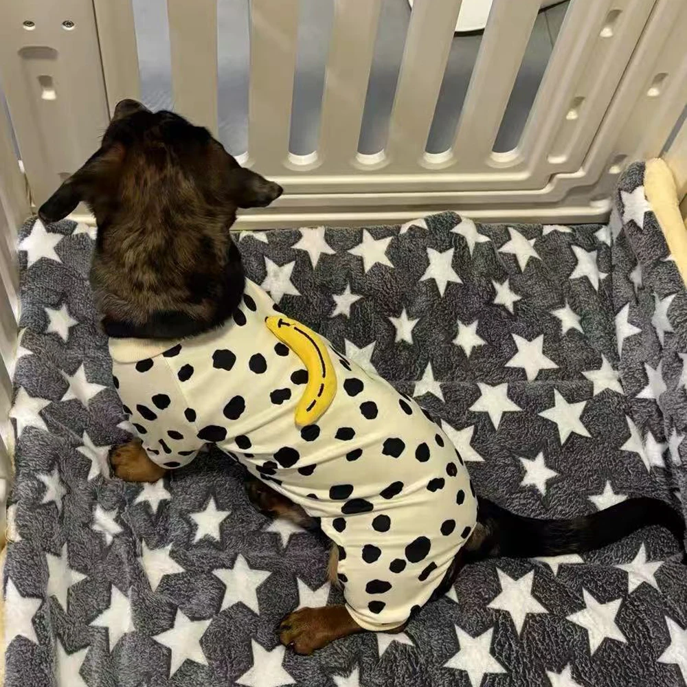 Perro disfrutando de una caminata