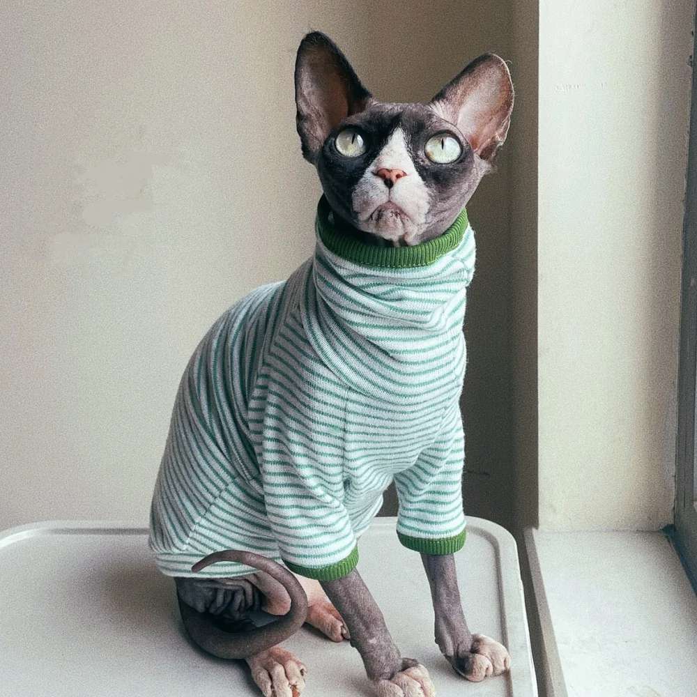 Gato Sphynx usando la camiseta cómoda