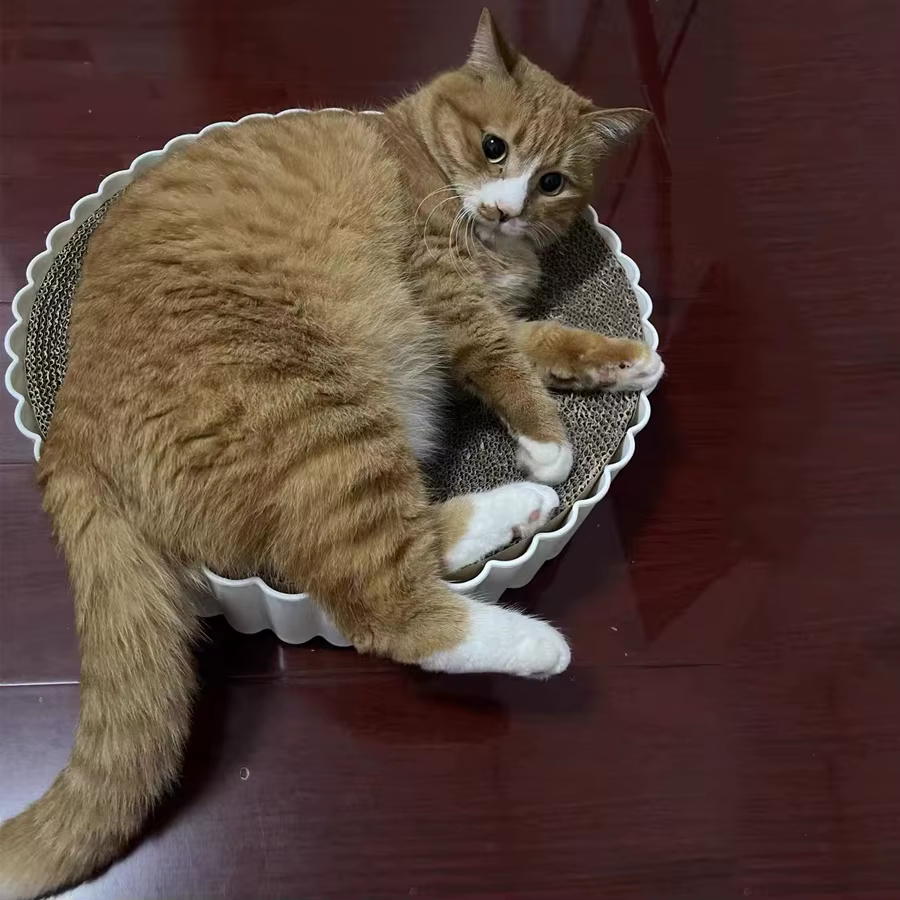 Rascador de Cartón para Gatos con Cama Redonda – Núcleo Reemplazable - imagen 5