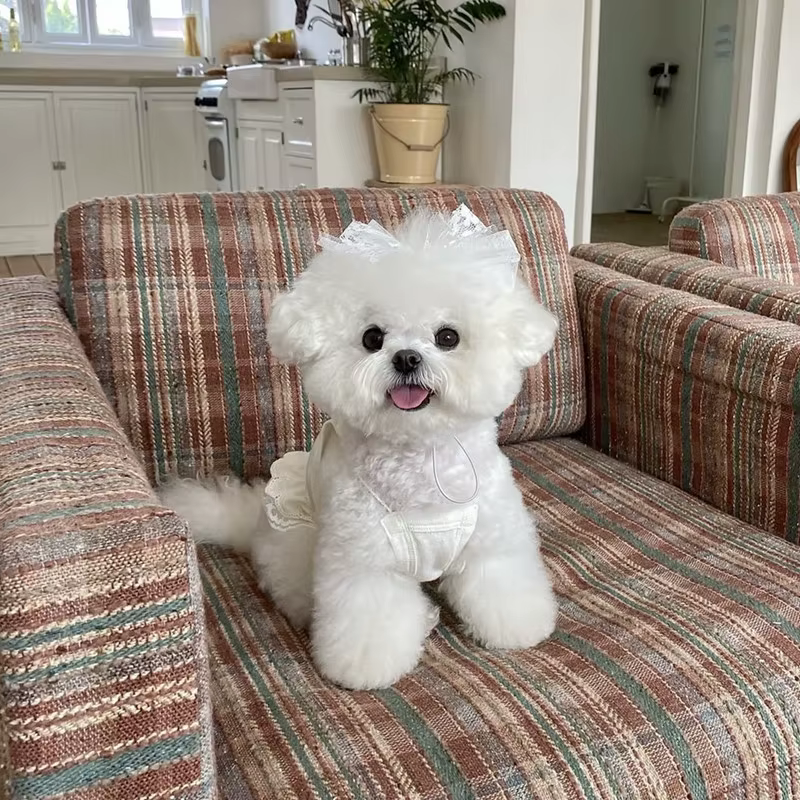 Vestido de Verano para Perros Pequeños – Falda de Encaje Blanco - imagen 5