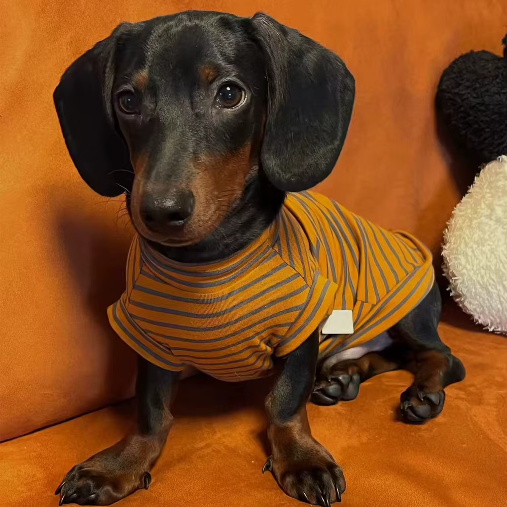 Sudadera cálida Dachshund