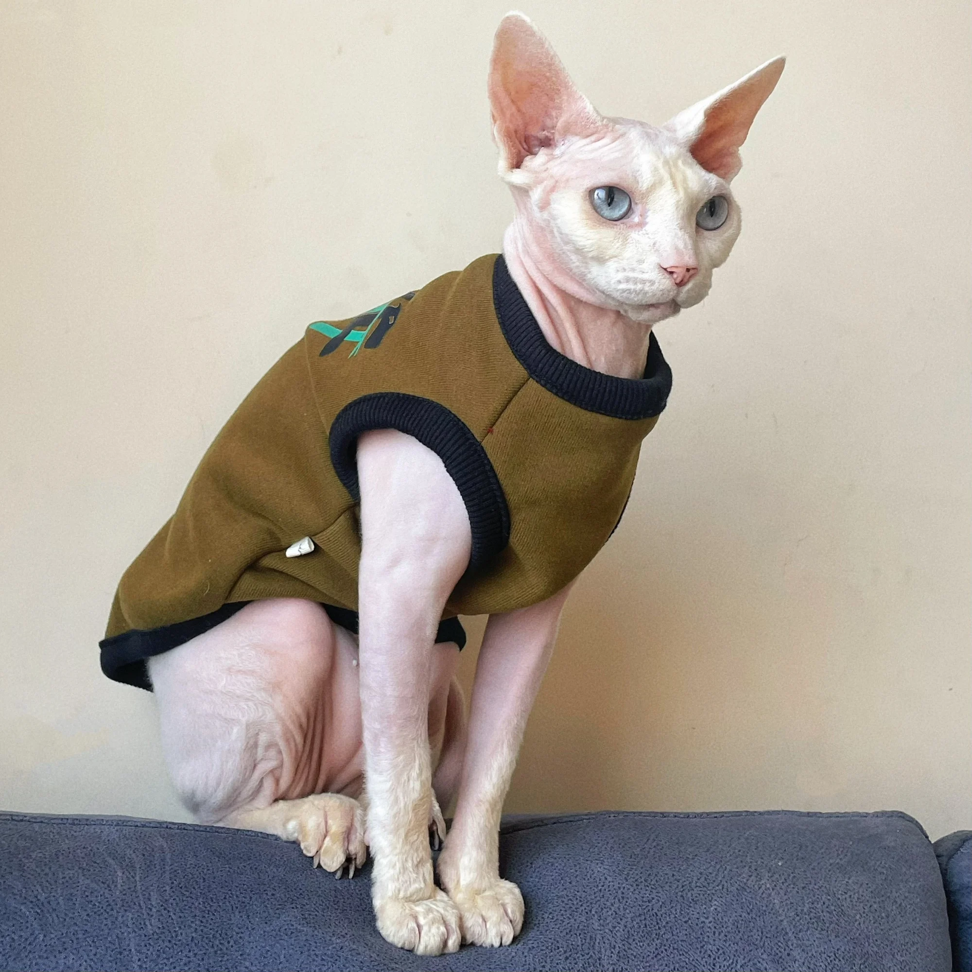 Gato Sphynx con sudadera naranja vista trasera