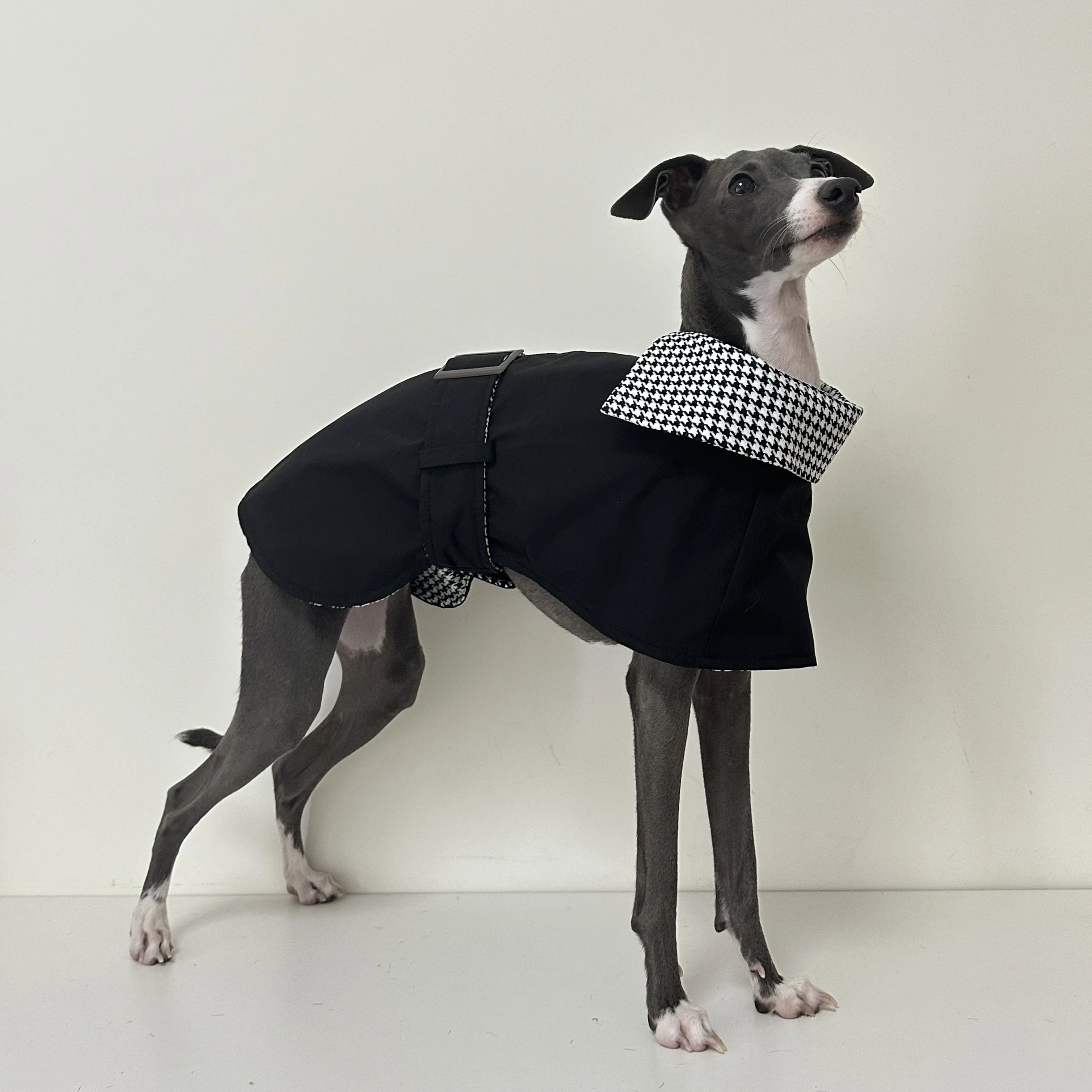 Perro modelo wearing the vestido en una caminata urbana
