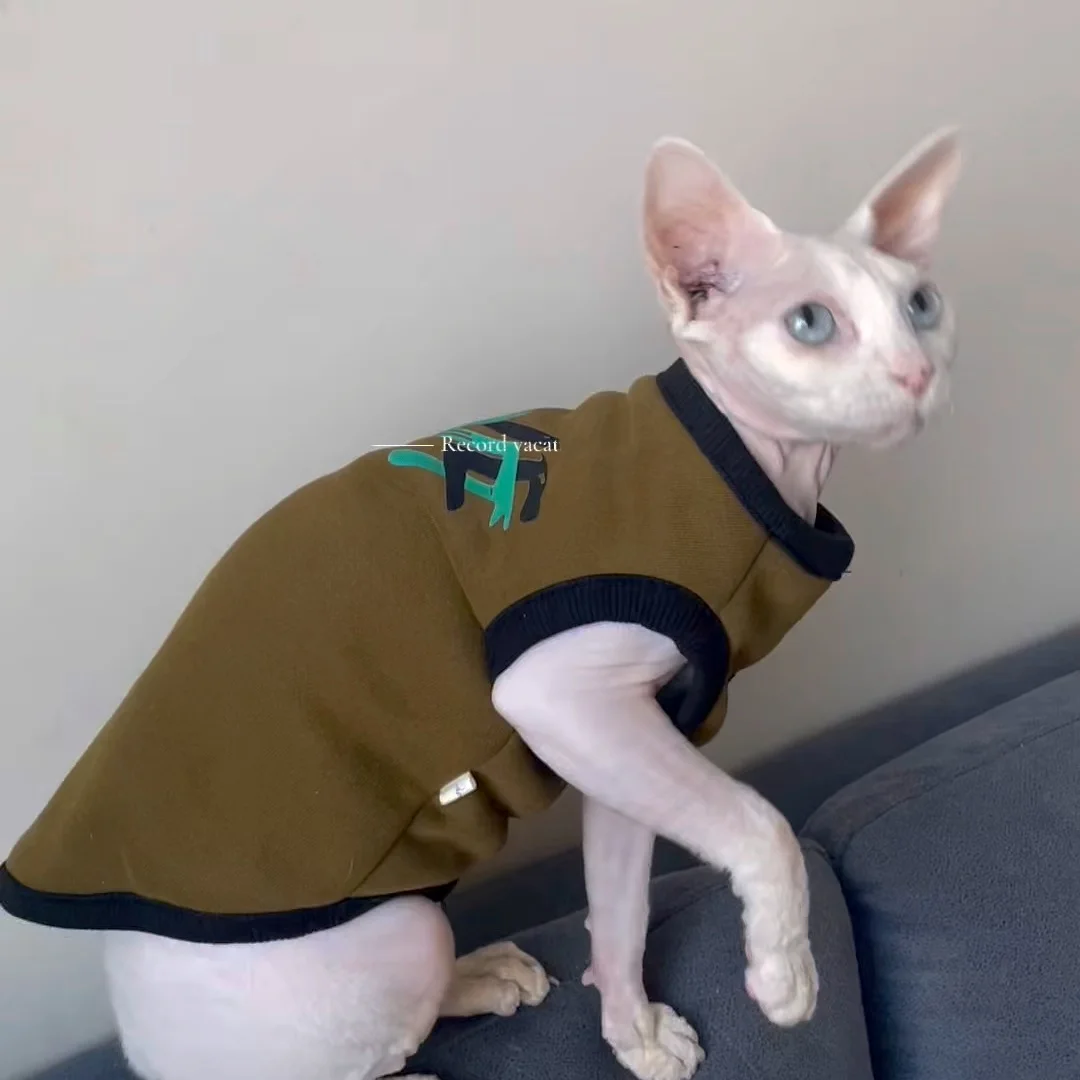 Gato Sphynx con sudadera naranja postura sentada