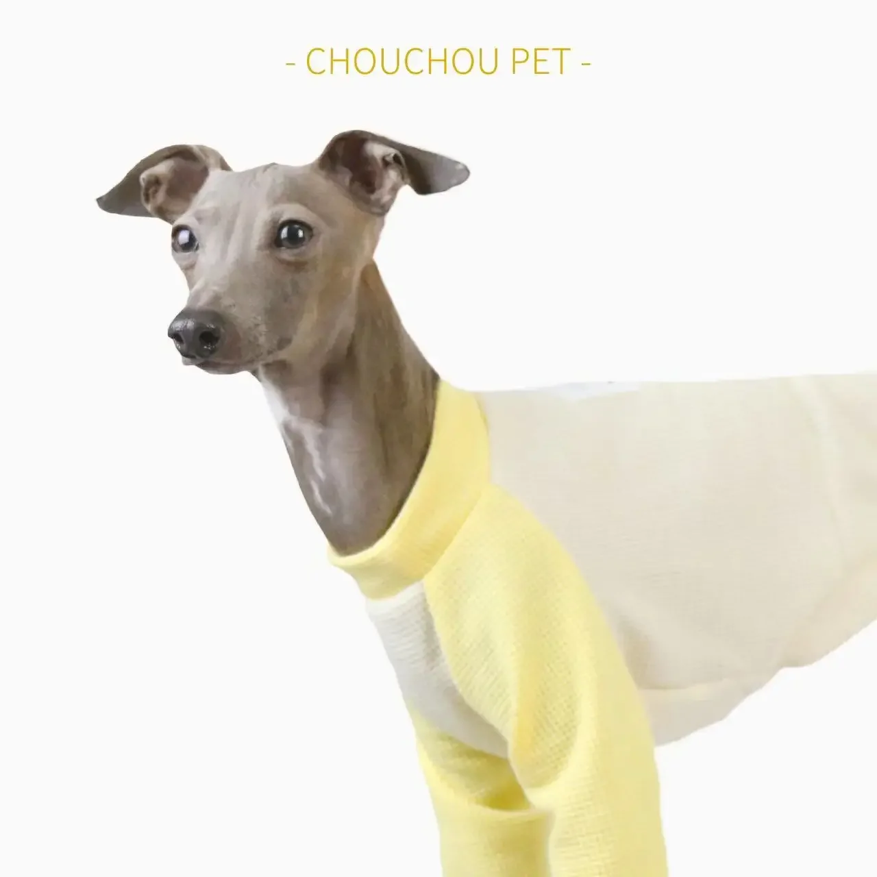 Galgo italiano usando el peto en posición frontal