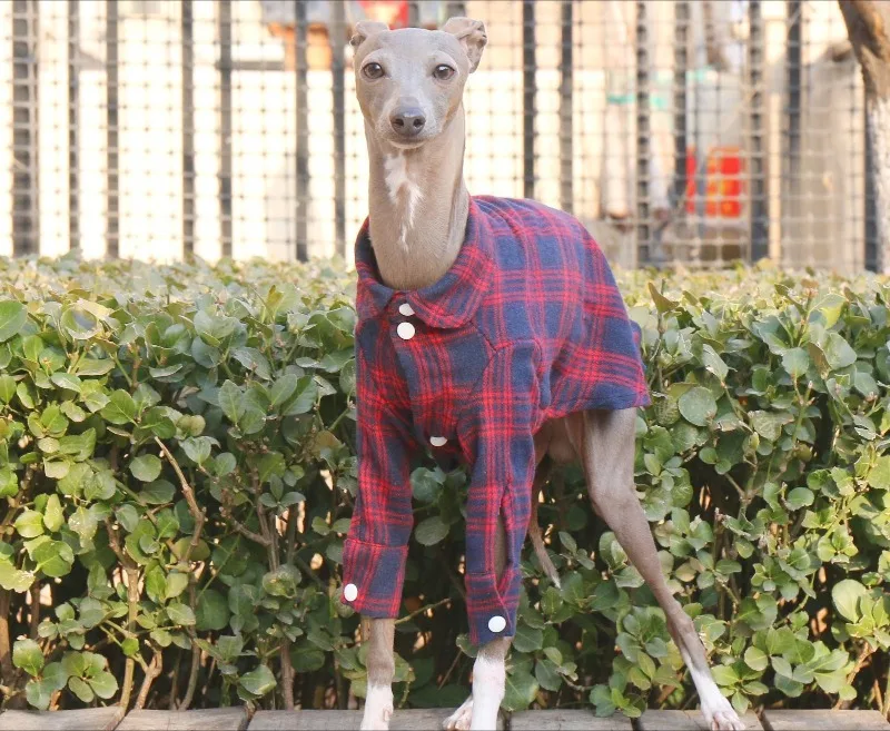 Perro con la camisa a cuadros usando la prenda