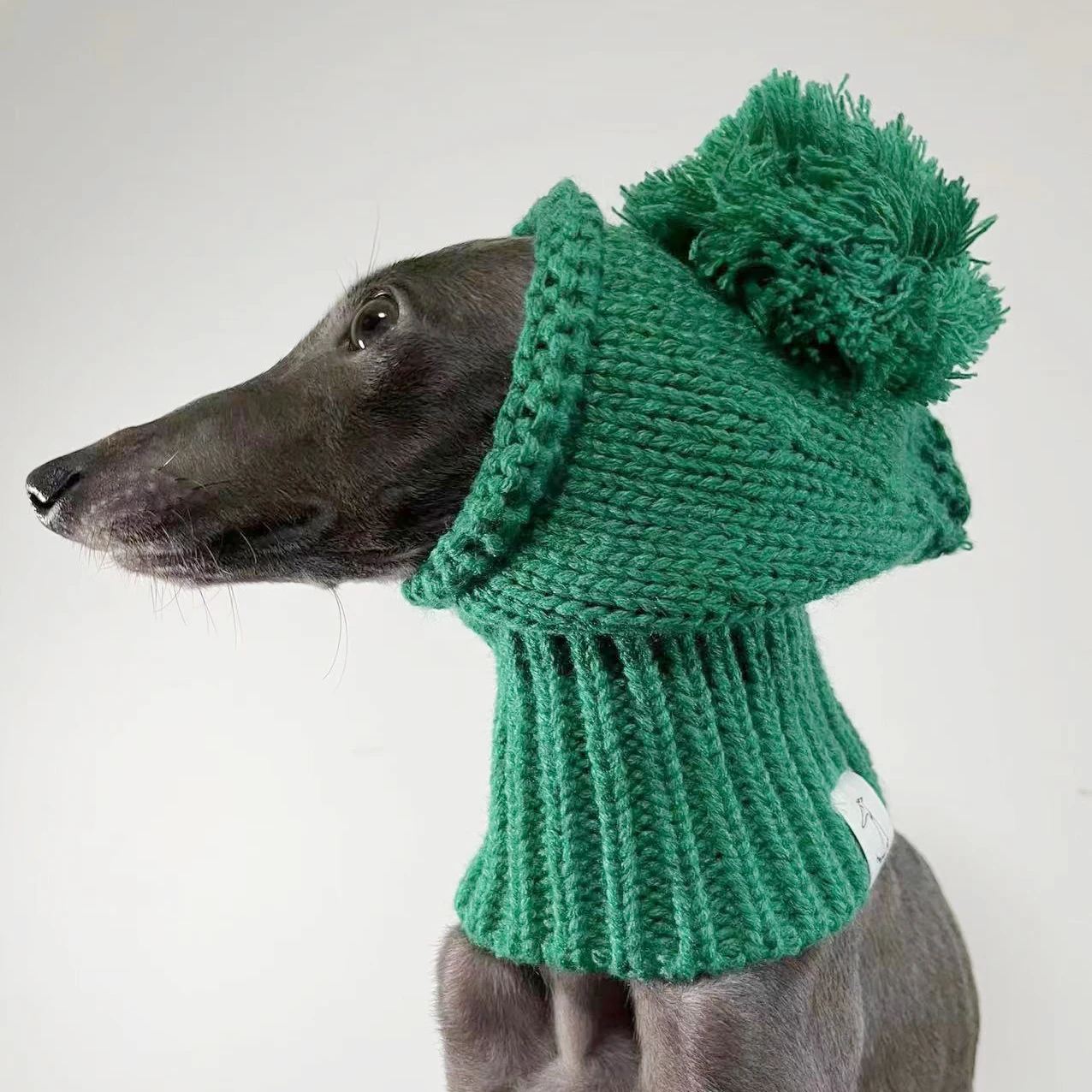 Dog model wearing hat in outdoor setting