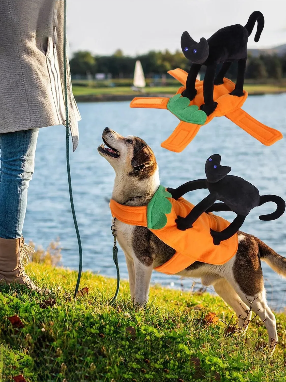 Disfraz de calabaza en mascota 1