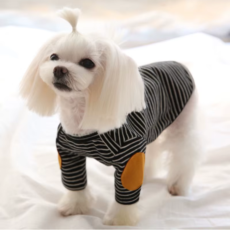Sudadera puesta en una mascota pequeña