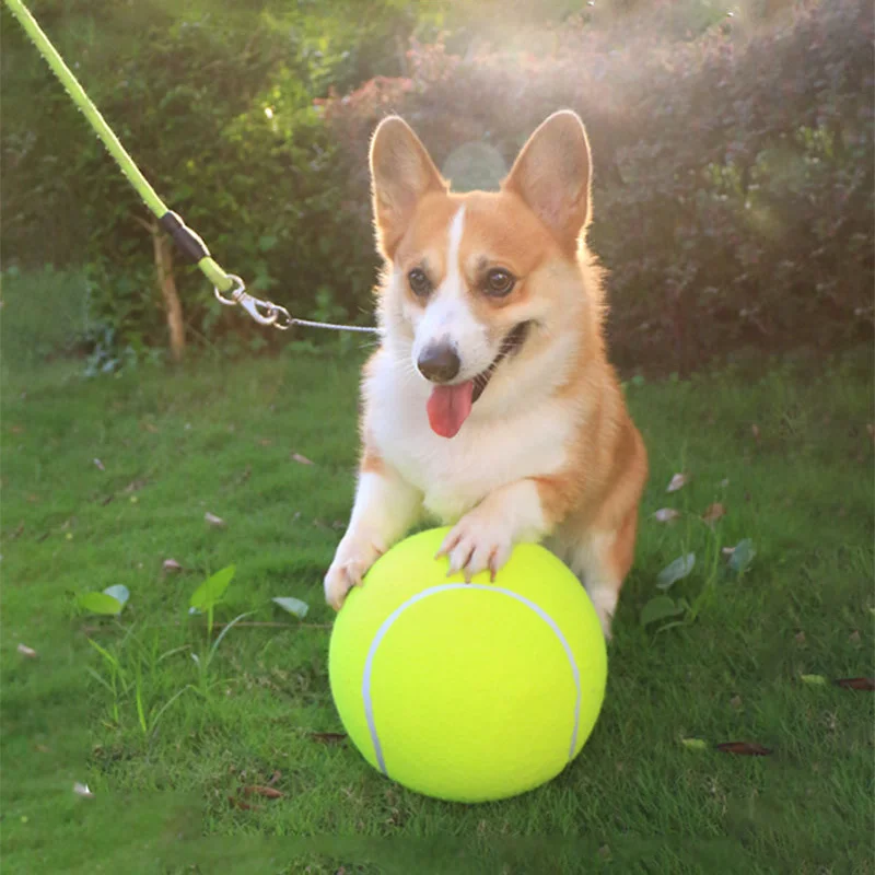 Perro jugando con la pelota gigante