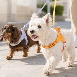 Arnés y correa en Y con asa para perros pequeños y medianos
