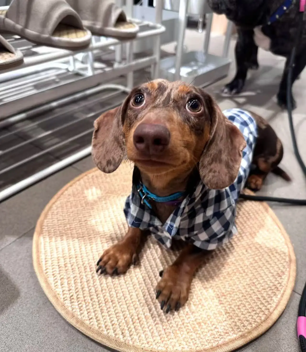 Perro tejón con abrigo primavera