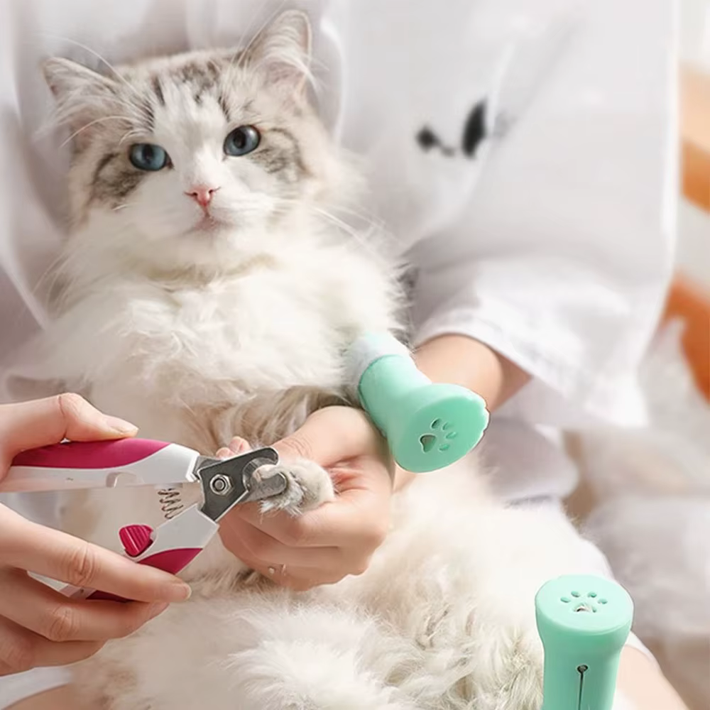 Vista del or inferior con drenaje