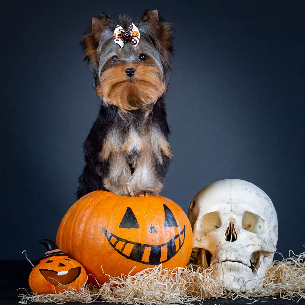 Lazos con gomas elásticas para perros, fiesta de Halloween - imagen 3