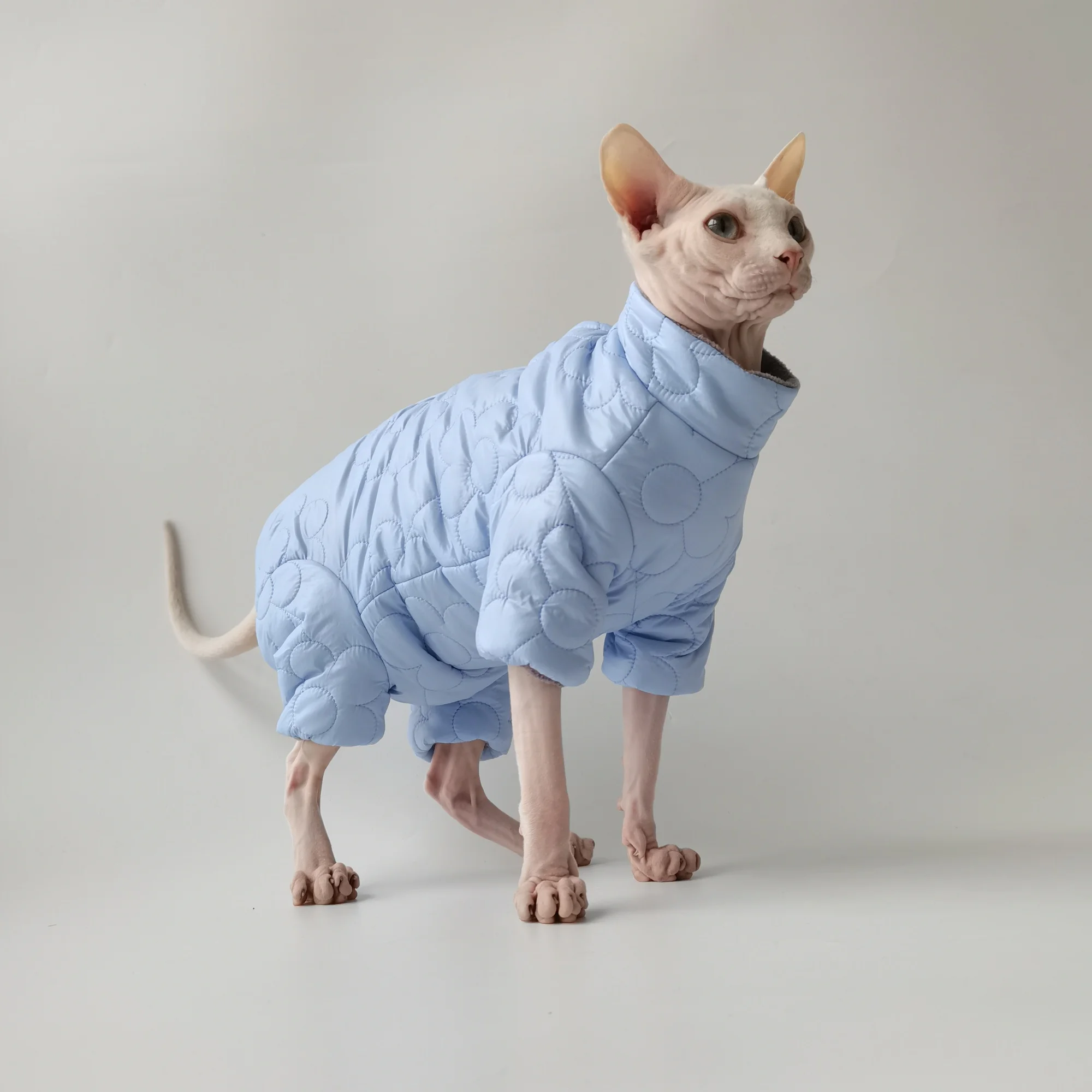 Gato en exterior con chaqueta