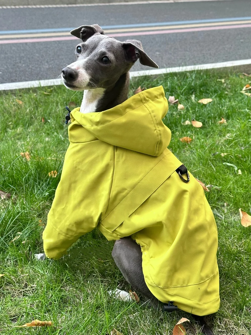 Galgo italiano usando el abrigo en paseo urbano