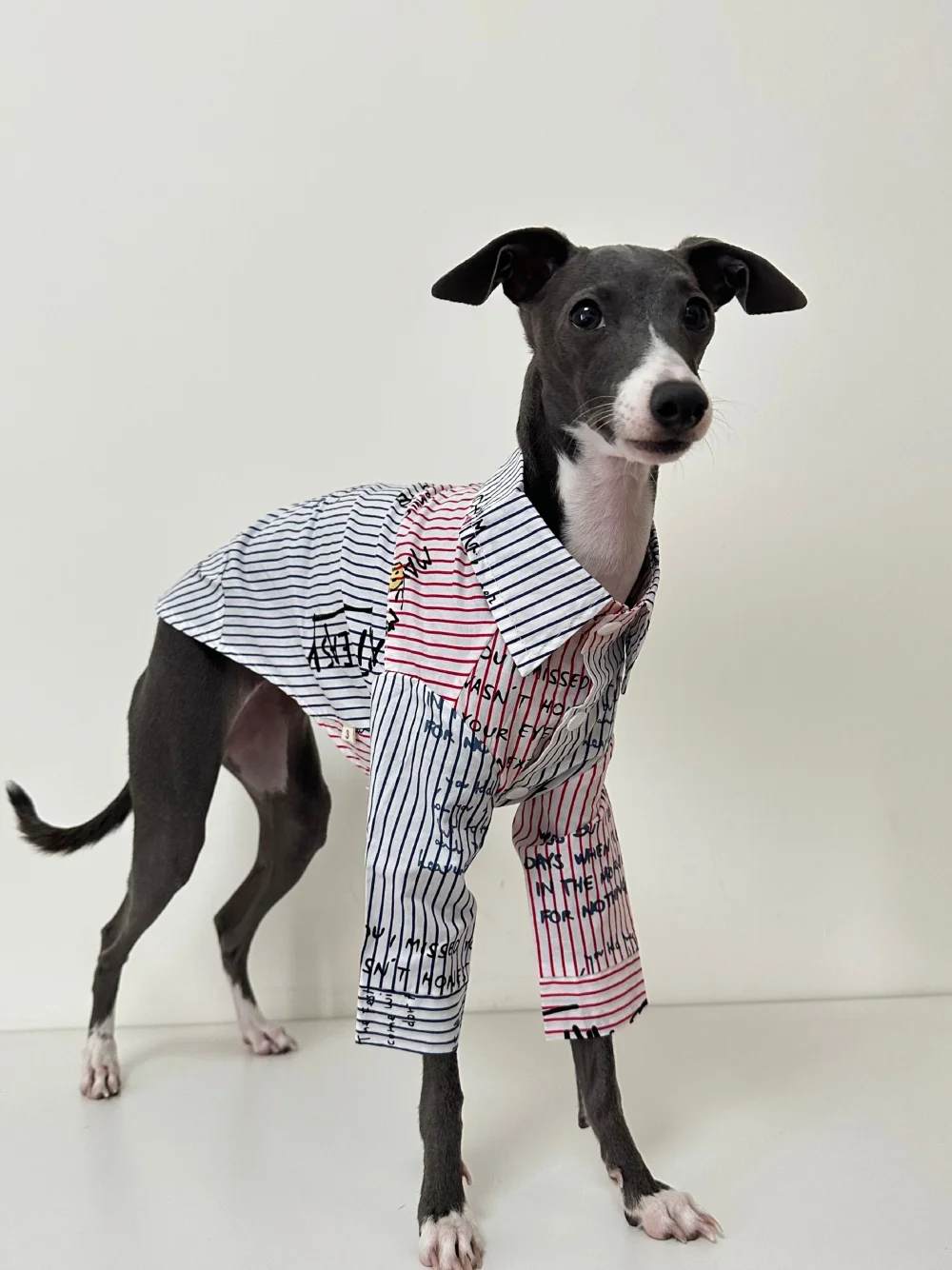 Perro corriendo con la camisa puesta