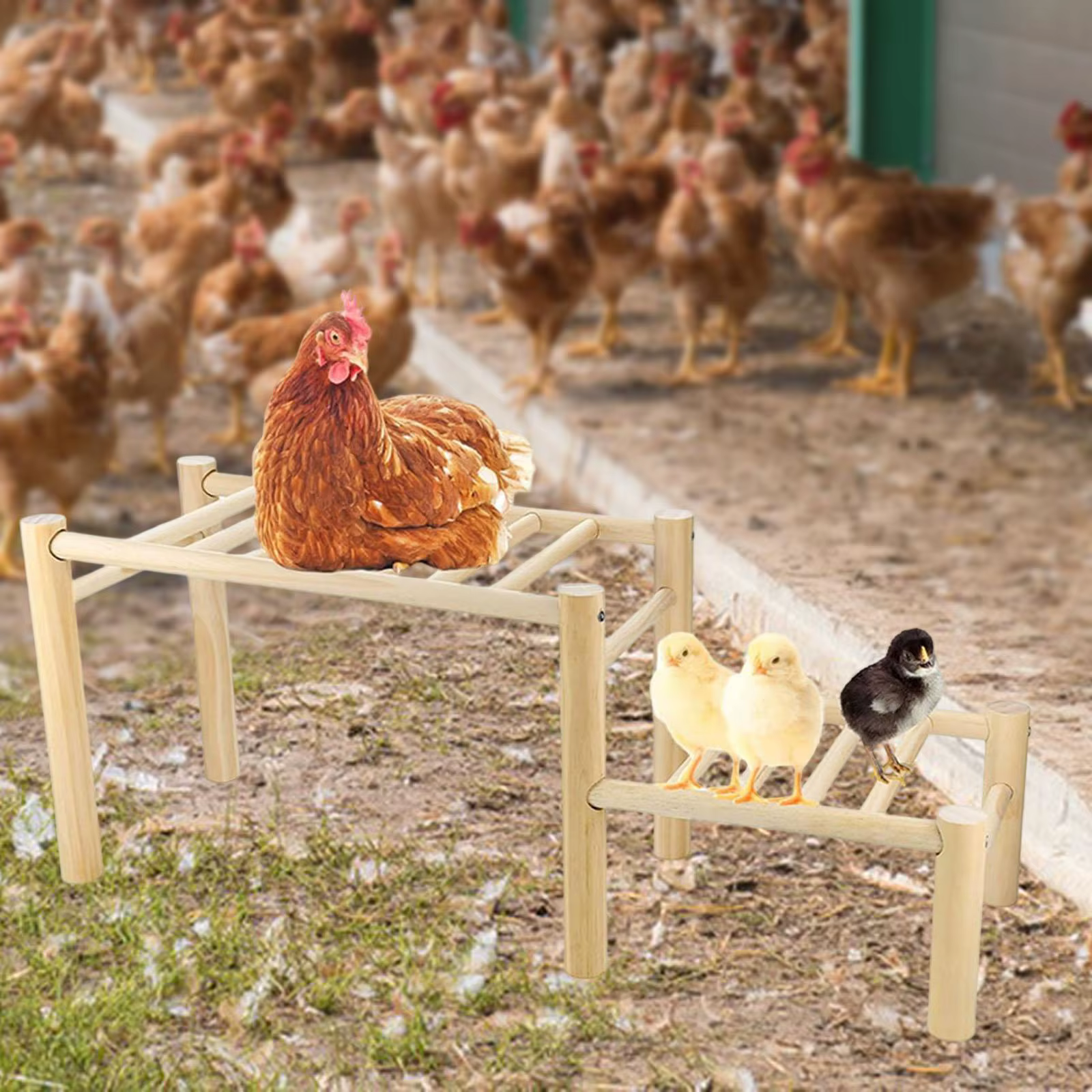 Escalera de madera para gallinero con detalle de plataformas