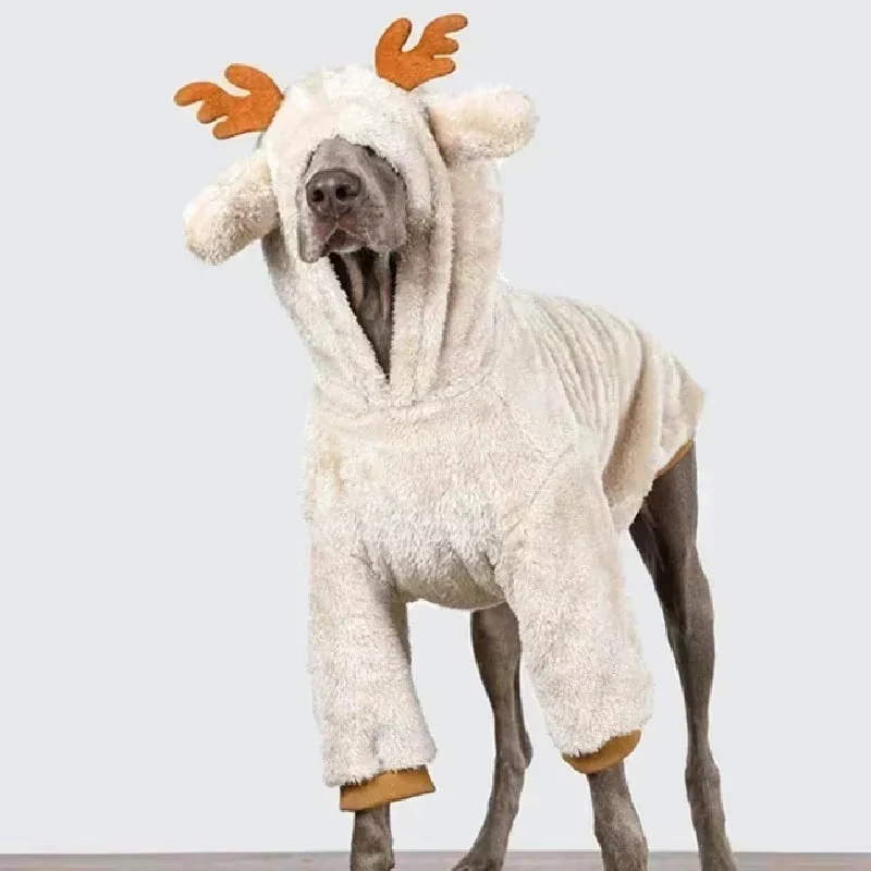 Perro con chaqueta verde en posición de pie