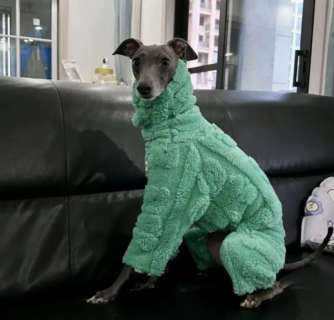 Side view of a medium-sized dog in the outfit