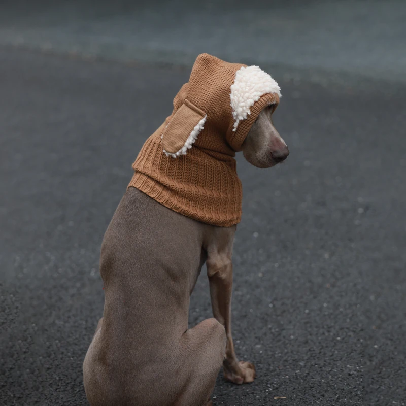 Gorro puesto en un Labrador de tamaño medio