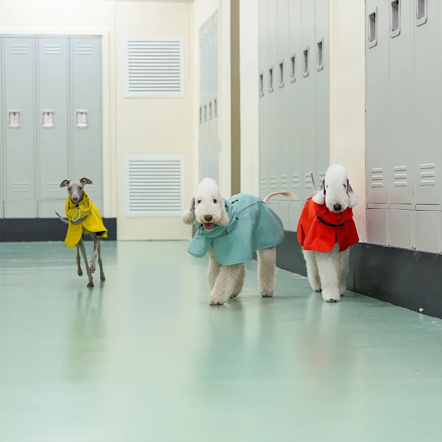 Bedlington con capucha