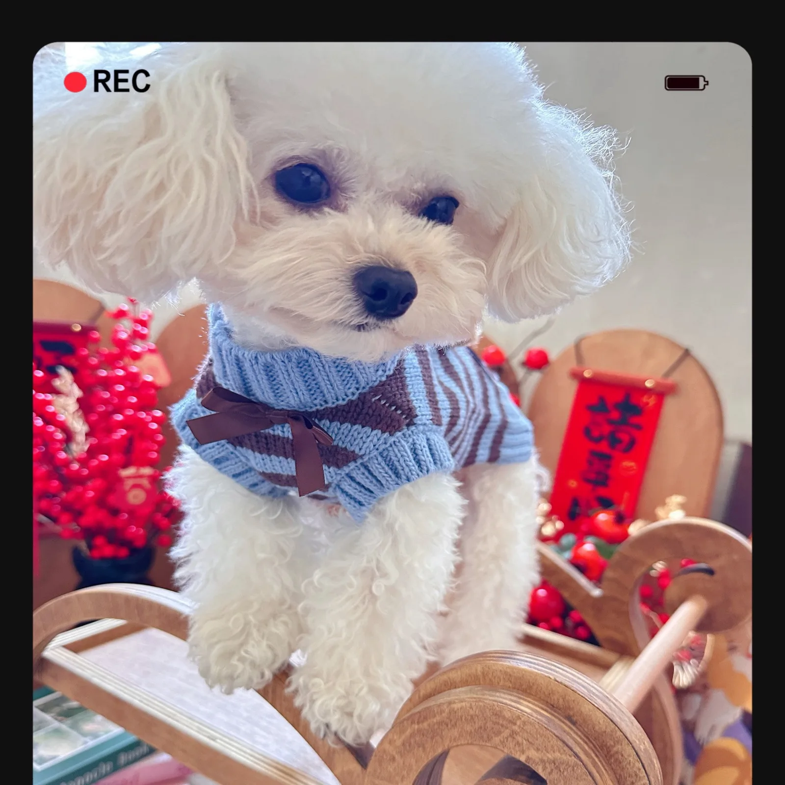 Suéter Osito de Invierno para Perros Pequeños y Gatos - imagen 4