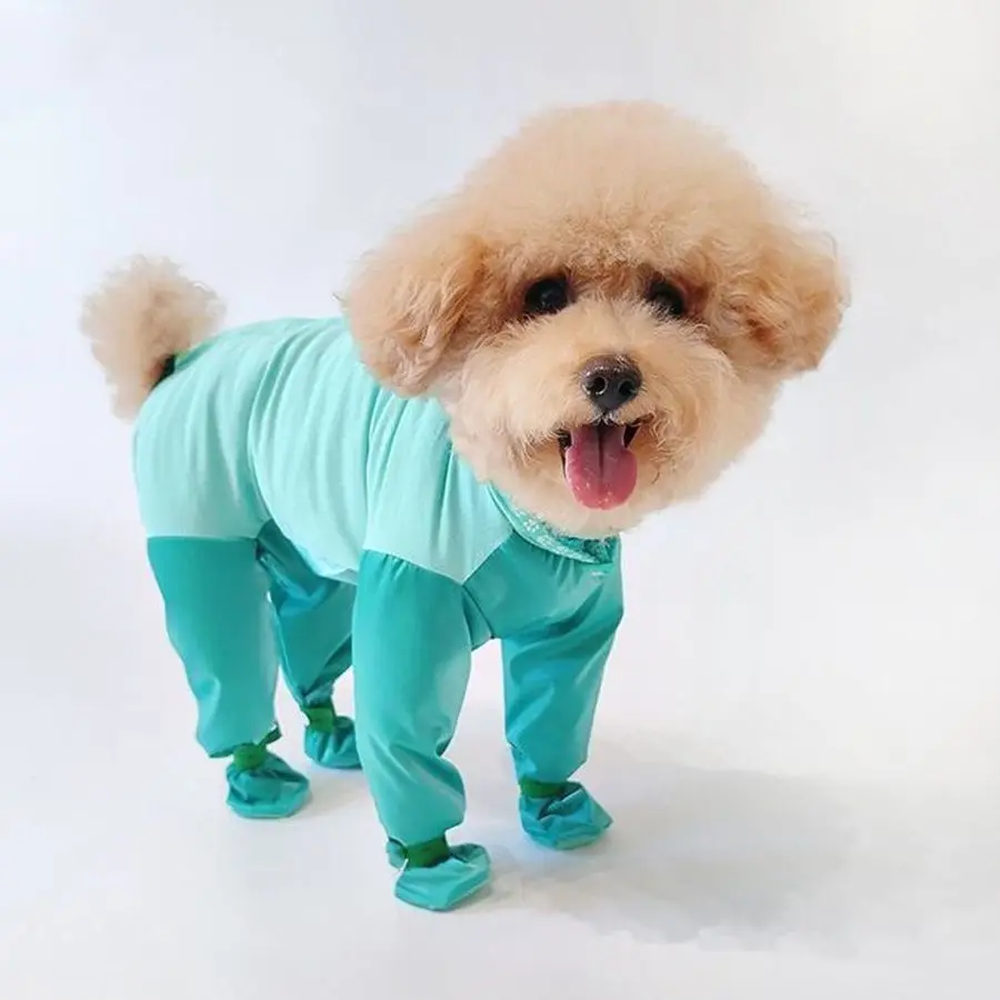 Perro con traje para exteriores
