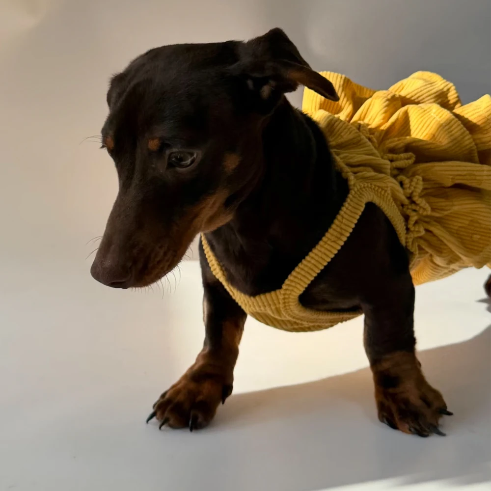 Vestido para perro salchicha, ajuste al cuerpo