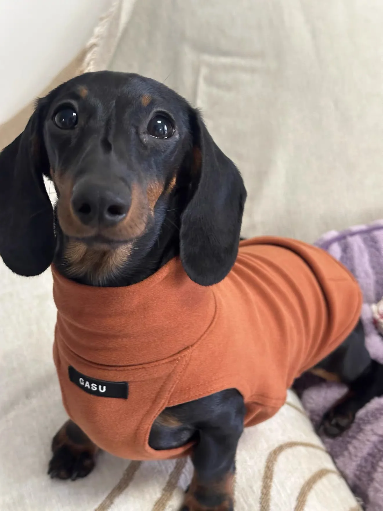 Guía de tallas para Dachshund