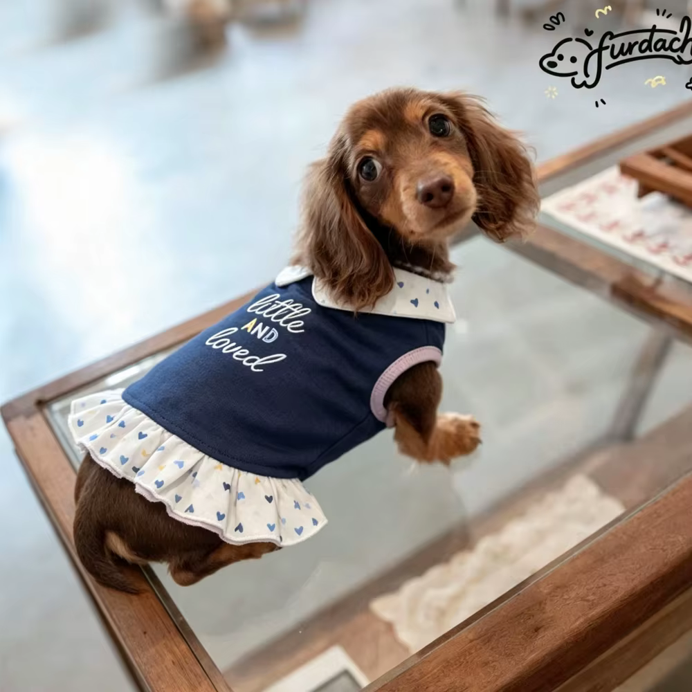 Vestido de algodón para perro salchicha con cuello y falda azul - imagen 4