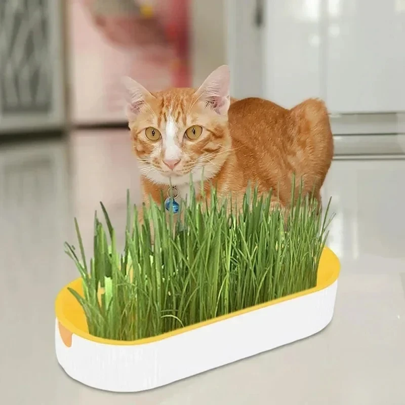 Kit cultivo hidropónico de hierba para gatos: masticar y bolas de pelo